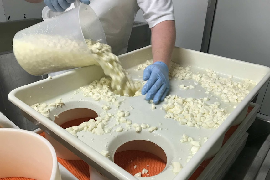 Chunks of unset cheese being poured into a plastic mould with six round holes in it.