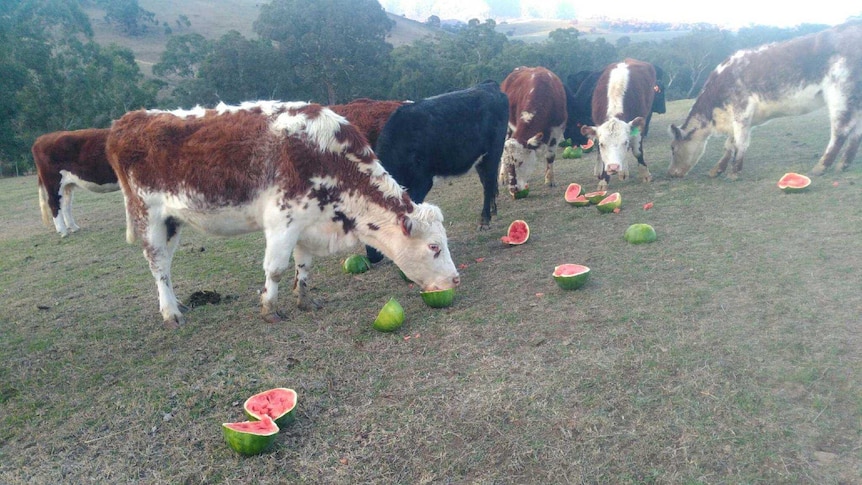 Cows dig into some melon.