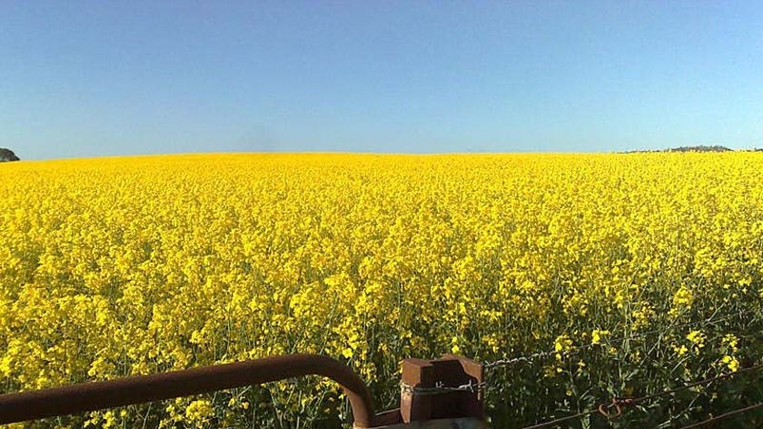 Canola crop