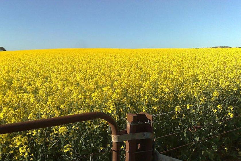 canola crop