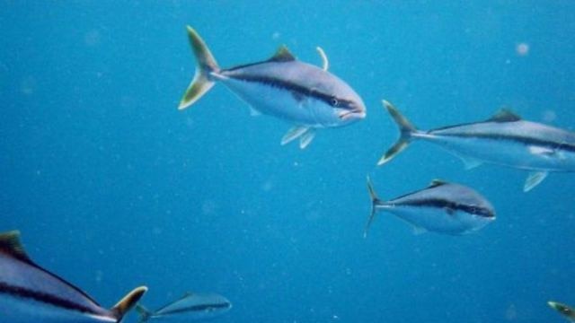 Research into species such as Yellowtail Kingfish will be vital in supporting a more sustainable seafood supply.