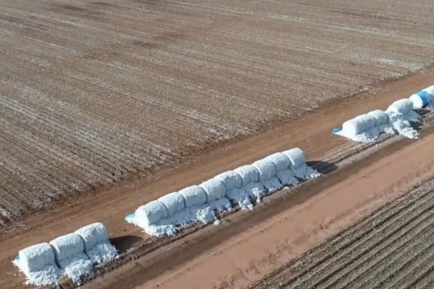 A drone photo of open cotton bales in a field.