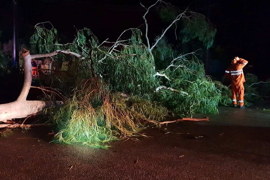Tree fallen over a road in Katherine.