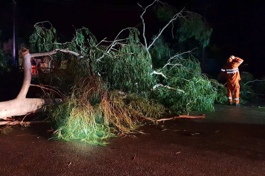 Tree fallen over a road in Katherine.