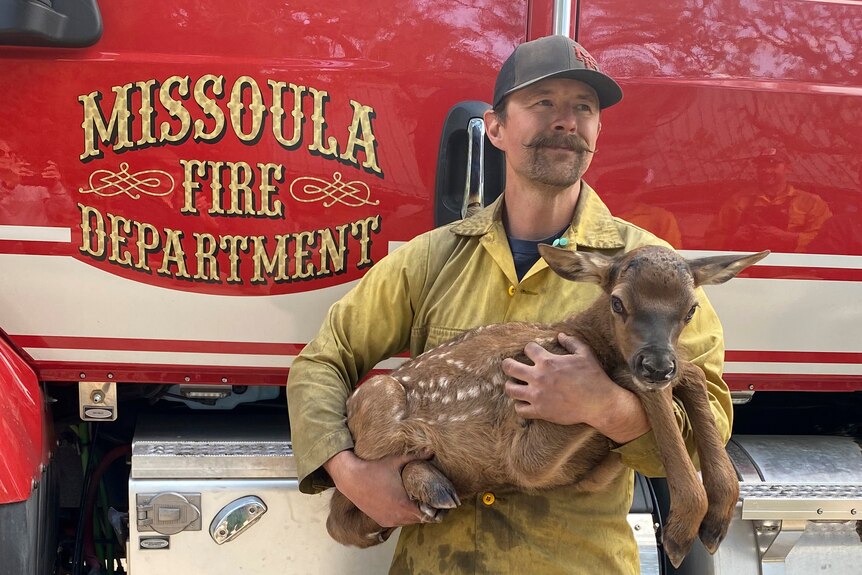 A firefighter poses while cradling a newborn elk in front his firefighter truck.