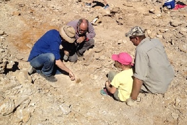 Wilson the ichthyosaur being inspected by museum staff.