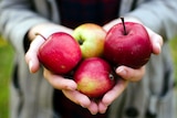 A woman holds four apples in her hands, in a story about tips for choosing, storing and cooking apples.