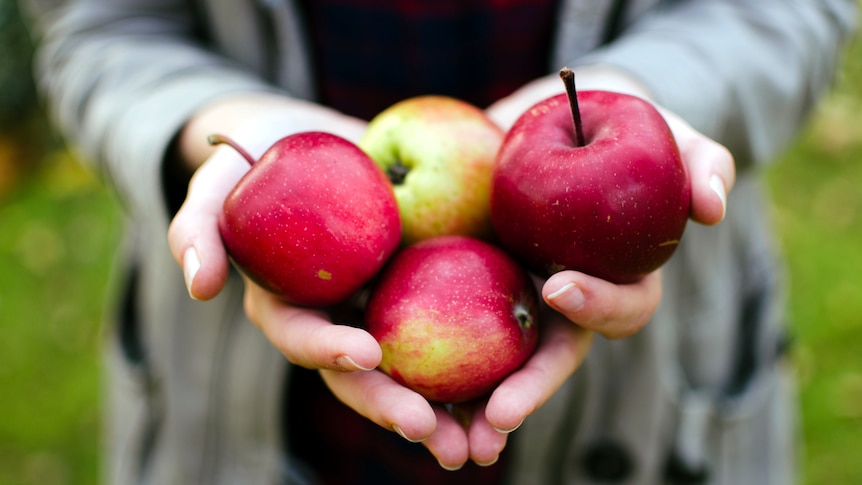 A woman holds four apples in her hands, in a story about tips for choosing, storing and cooking apples.