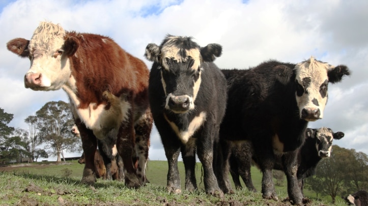 Four beef cattle looking at the camera from a superior angle, blue sky with clouds behind them