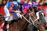 Albert the Fat was a $17 chance in the million-dollar Emirates Stakes. (AAP: Joe Castro)