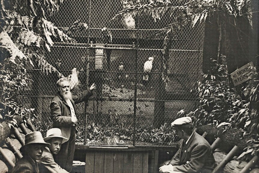 Black and white old photo of birds in an aviary in Cole's arcade.