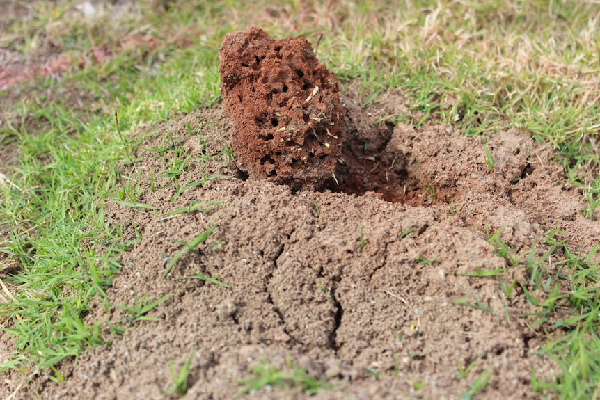 Fire ant in the ground of a park.