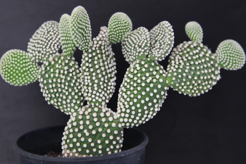 A pretty cactus with white spots on it.