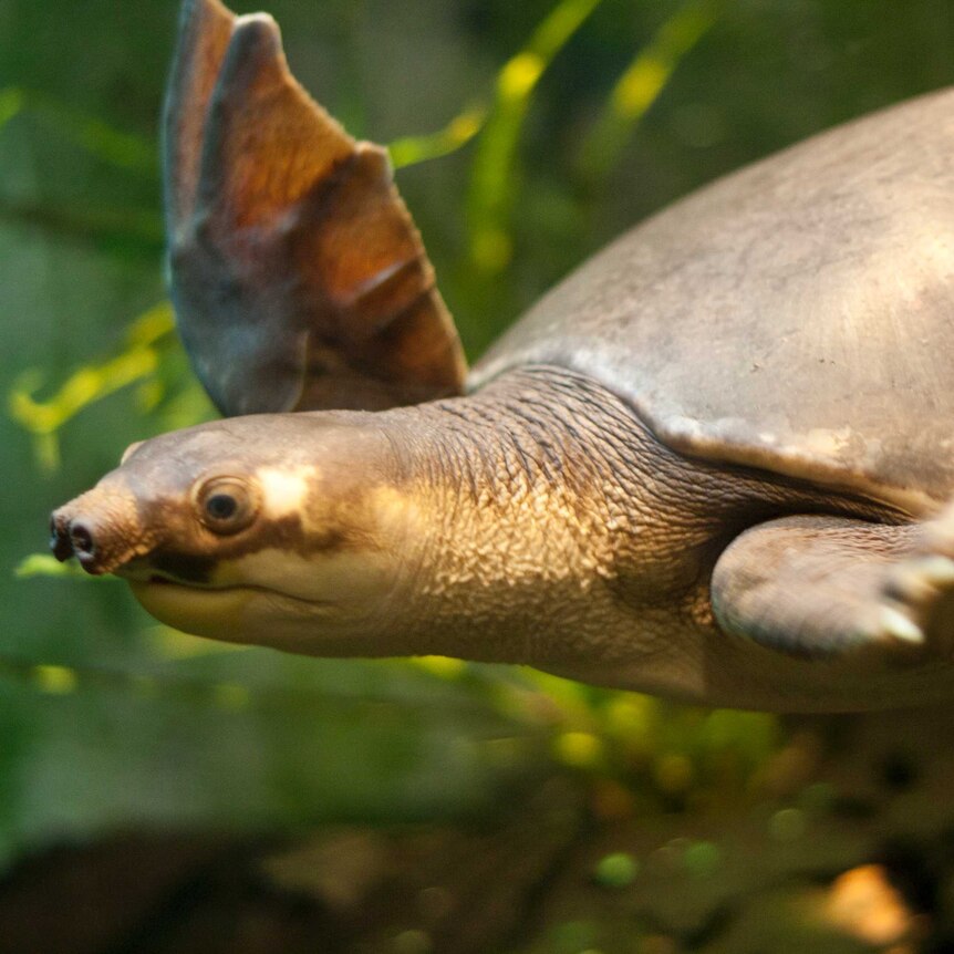 Close up of a turtle swimming through water