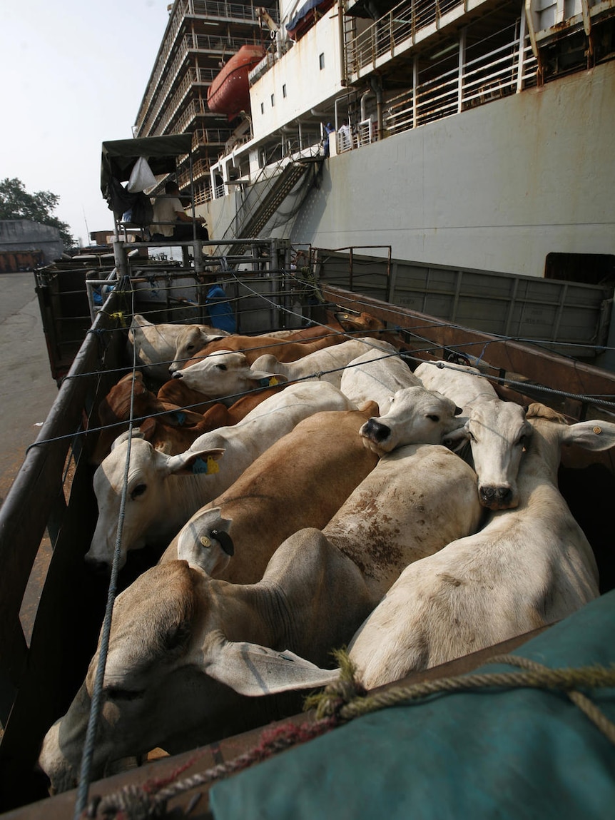Australian cows are loaded onto a truck