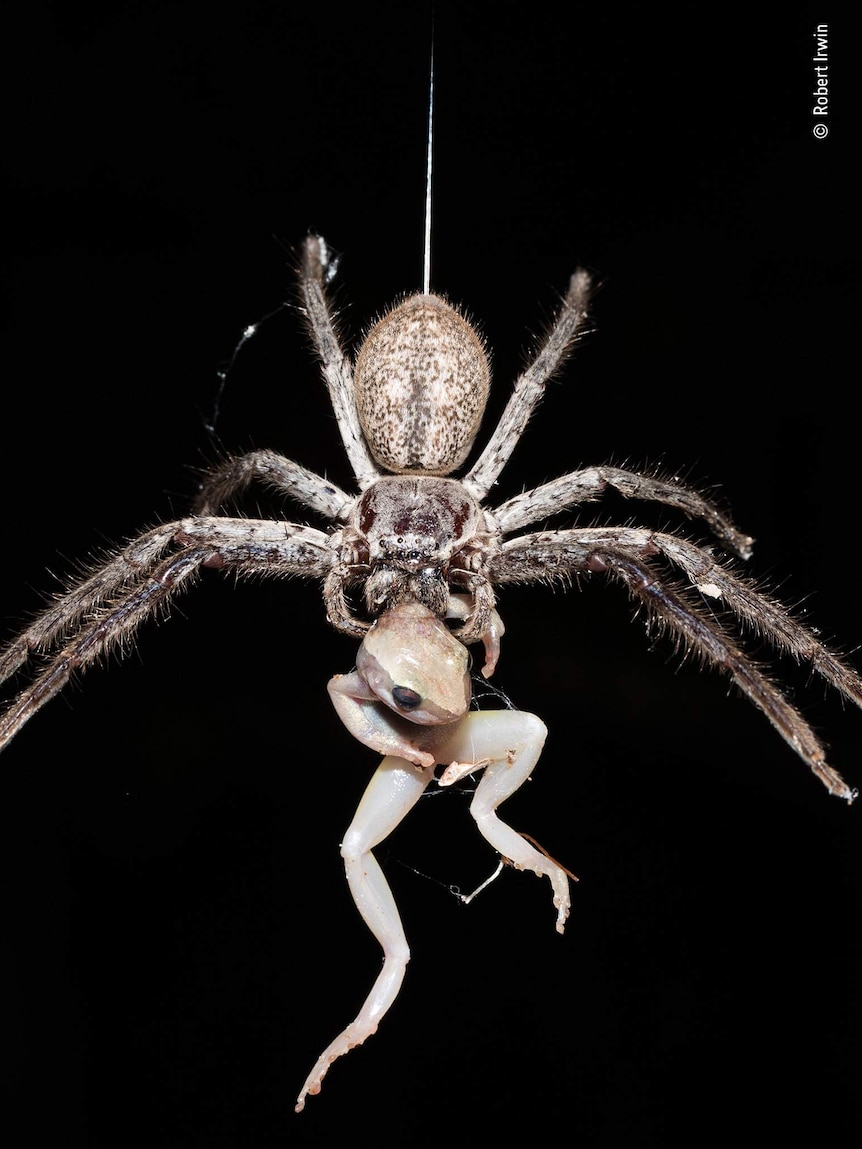 A spider eating a frog