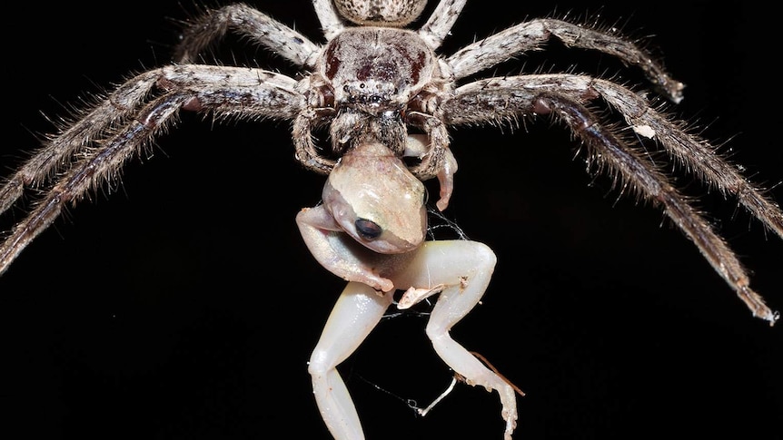 Steve Irwin's son Robert recognised at photo competition for snap of spider devouring frog