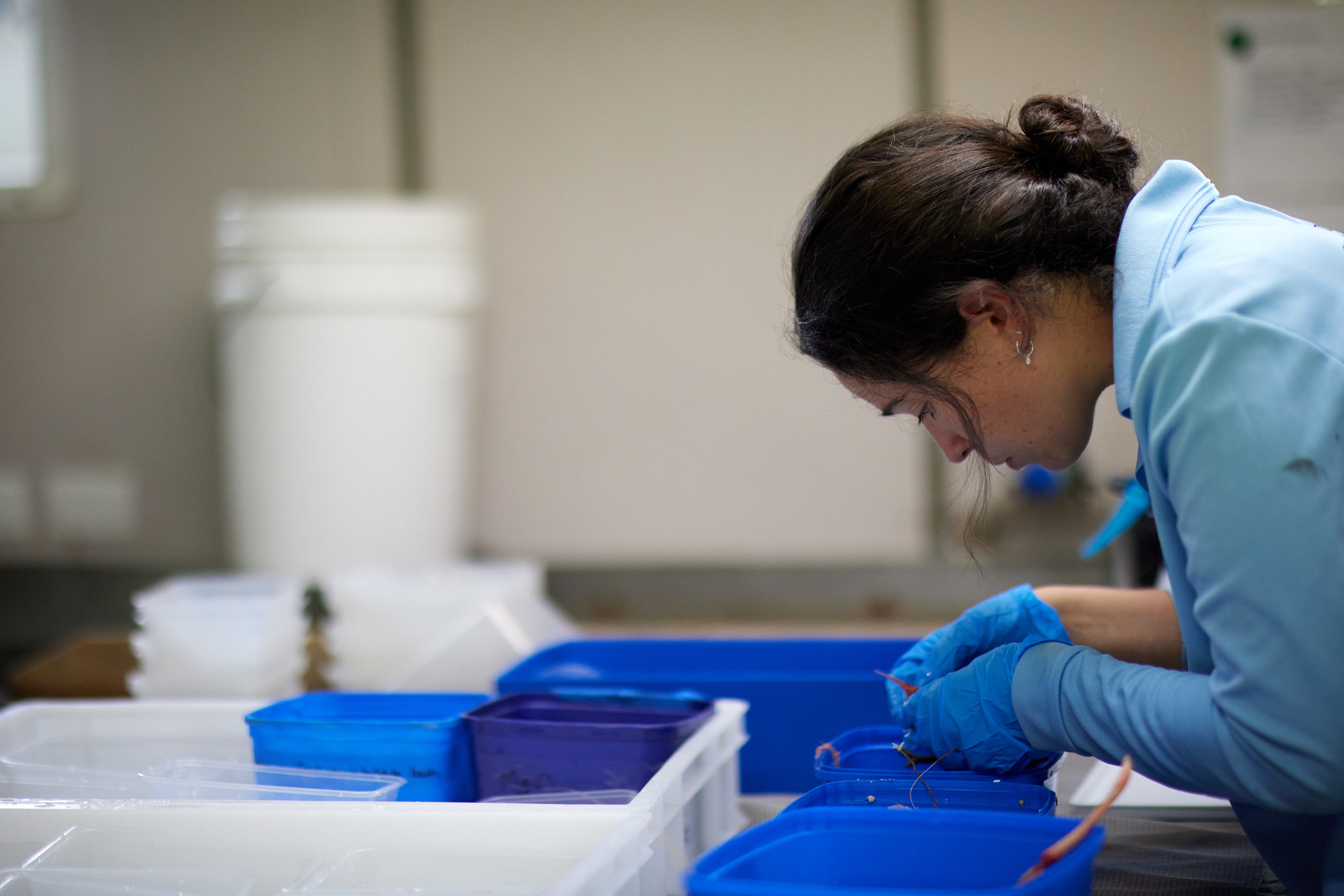 A female scientist in a blue labcoat and plastic gloves manipulates a tray in a labratory.