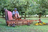A man wearing a blue shirt and hat sits on a macadamia machine harvesting nuts.