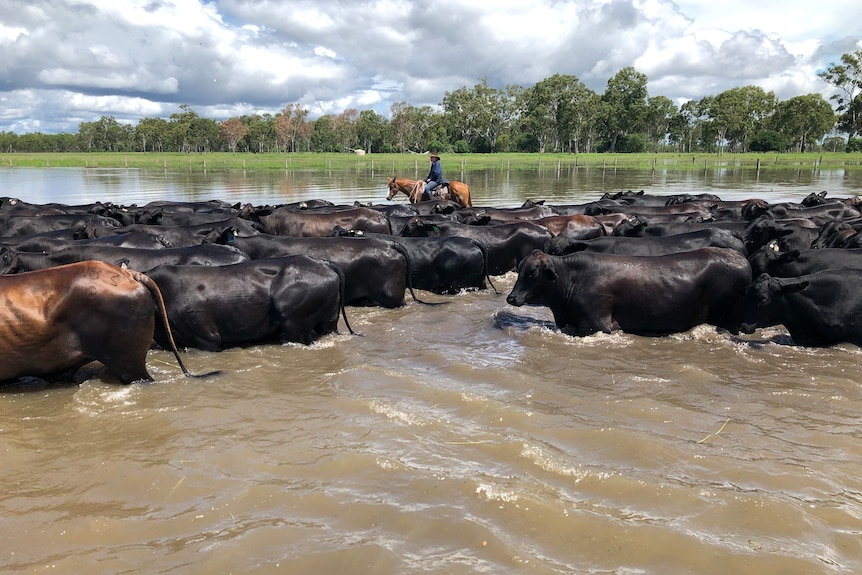 Cattle in water.
