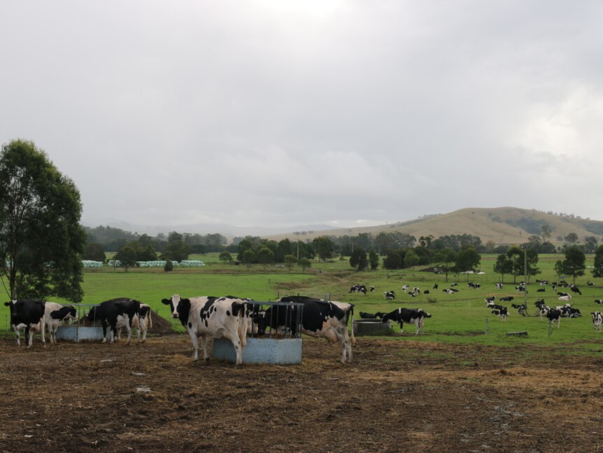 Black and white dairy cows eating feed and standing on green grass on farm.