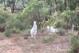 A white kangaroo stands among bushland near Swan Reach.