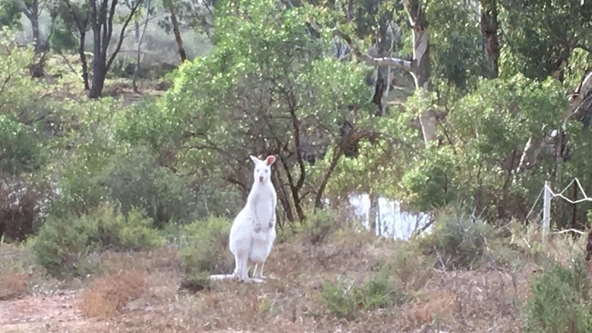A white kangaroo stands among bushland near Swan Reach.