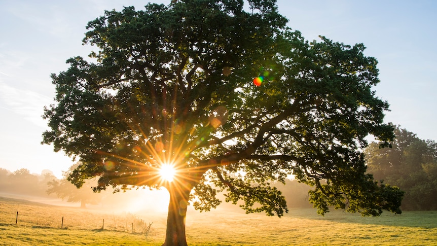 The sun shines through an oak tree in a field