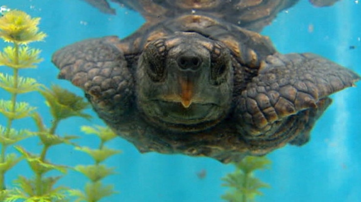 There is currently no way of calculating the age of sea turtles.