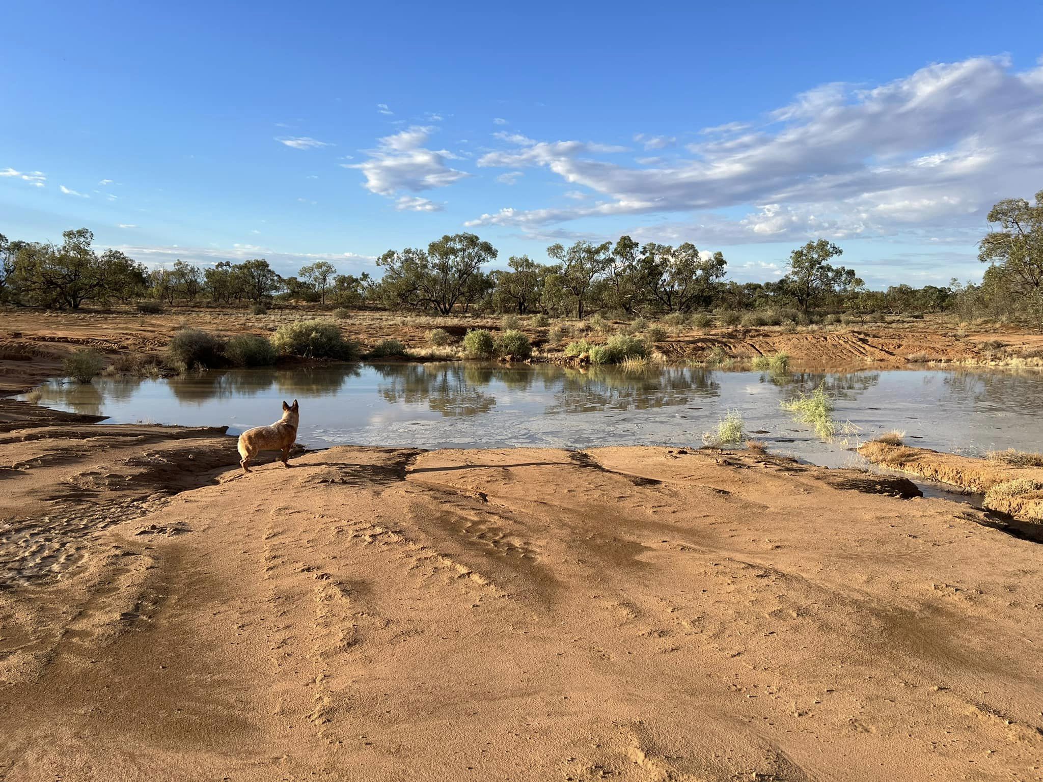 Agua en un paisaje seco y un perro.