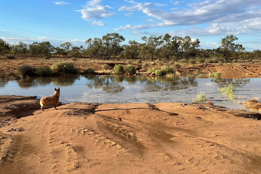 Water on an otherwise dry landscape, and a dog.