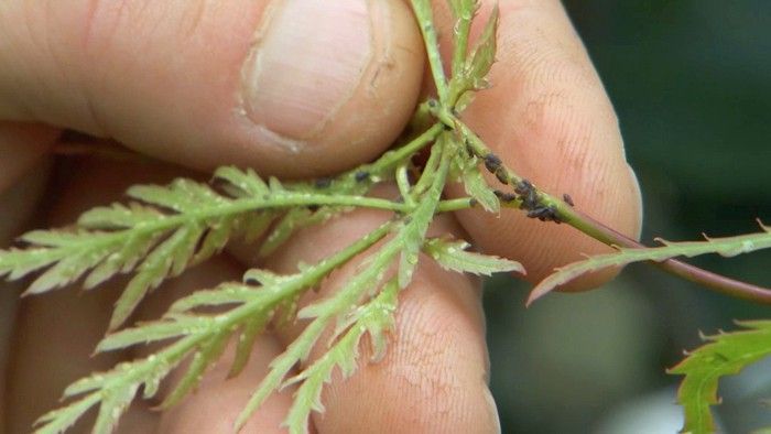 Protecting Maples - Gardening Australia
