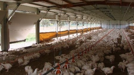 Organic chicken producer Inglewood Farms won't jump to conclusions over proposed nuclear waste dump