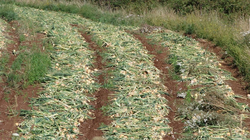 Tasmanian onion crop