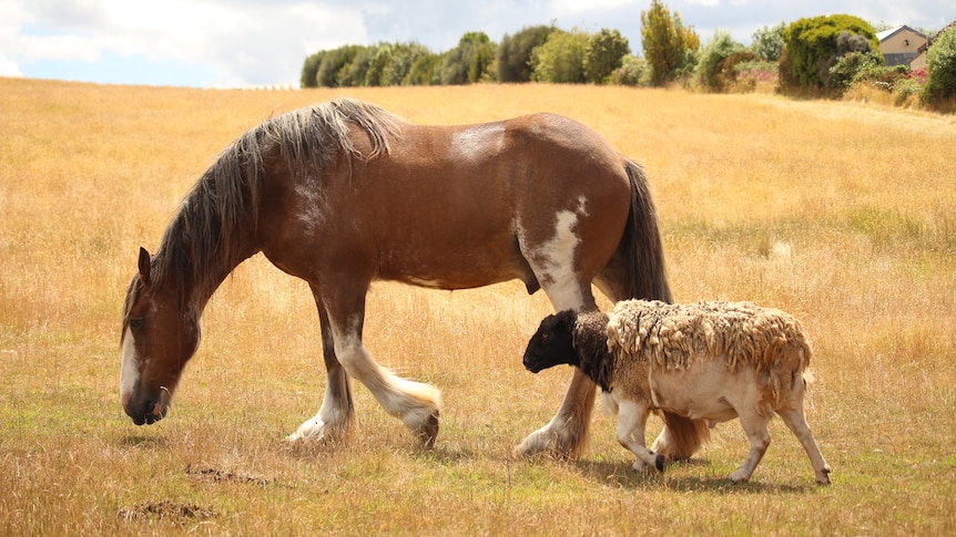 A horse and a ram walk side by side in a paddock