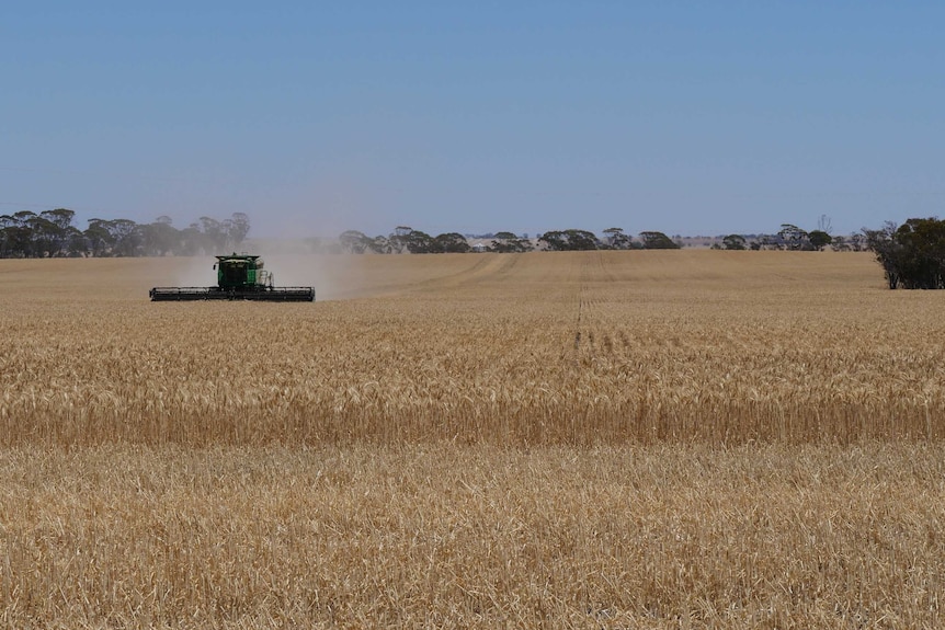 A wheat crop being  harvested