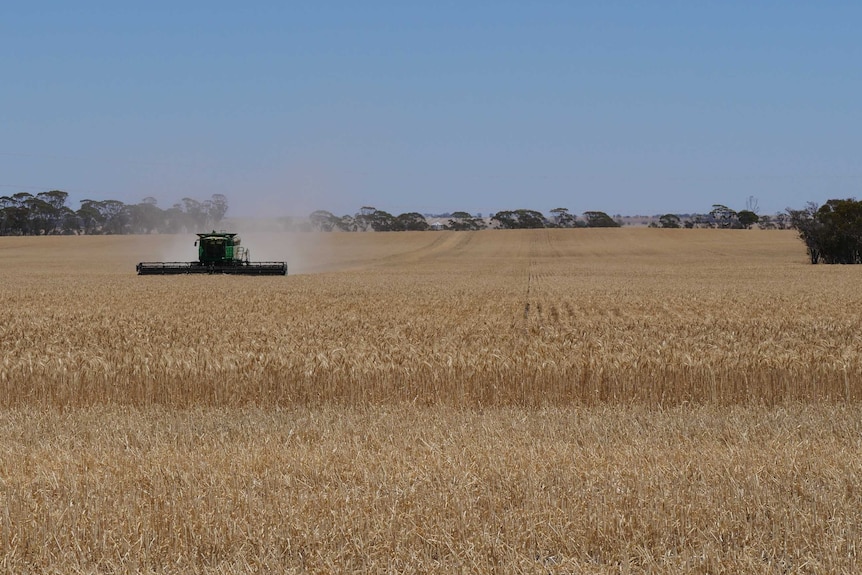 Harvest outlook not good