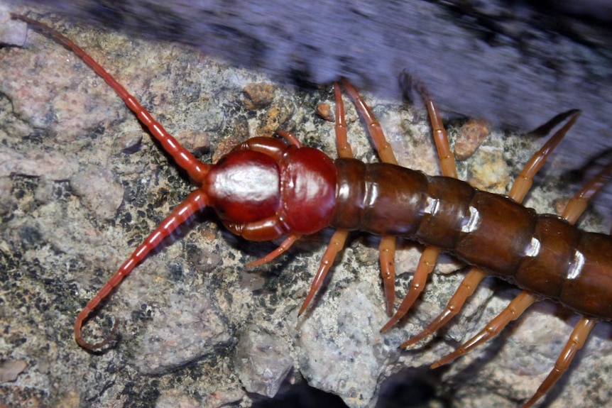 A Chinese redheaded centipede (scolopendra subspinipes).
