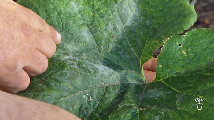 White powdery mildew growing on large dark-green leaf