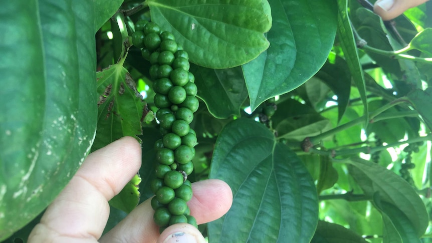 A 'strike' of green (unripe) peppercorns on the vine in far north Queensland