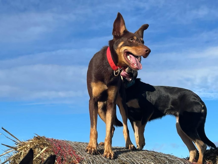 Kelpie Chet stands atop a hay bale with another dog