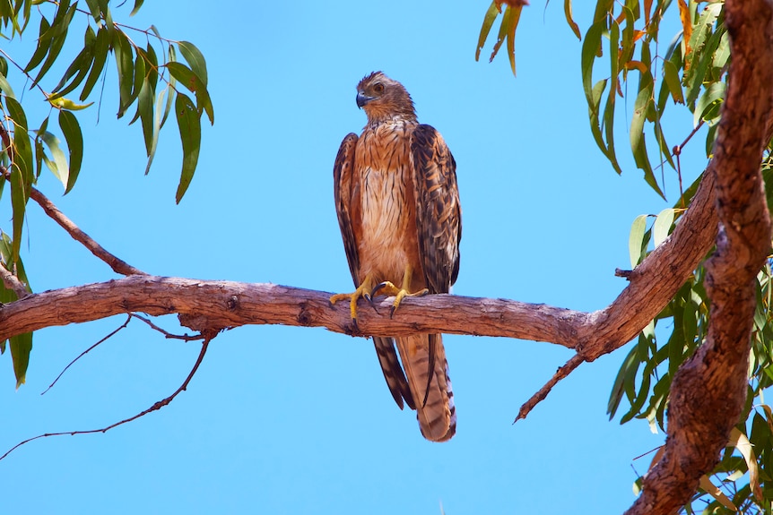 A Red Goshawk.