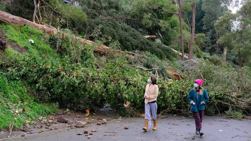 Two women wearing face masks walk on a road in front of large fallen trees.