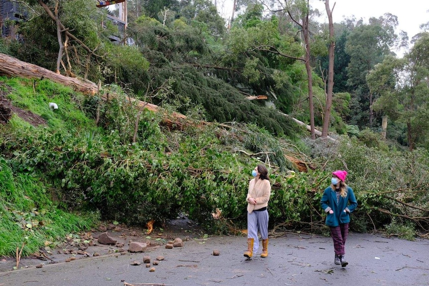 Two women wearing face masks walk on a road in front of large fallen trees.