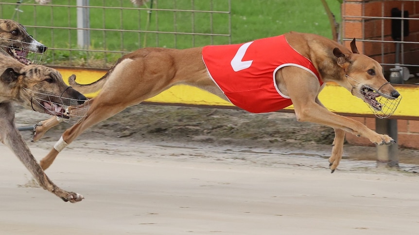 a running greyhound