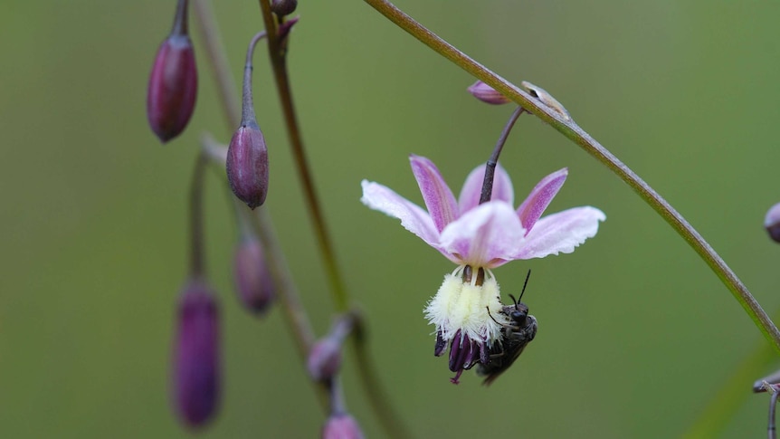A close up of a pale purple flower being polinated by a native wasp, surrounded by buds that are yet to flower.