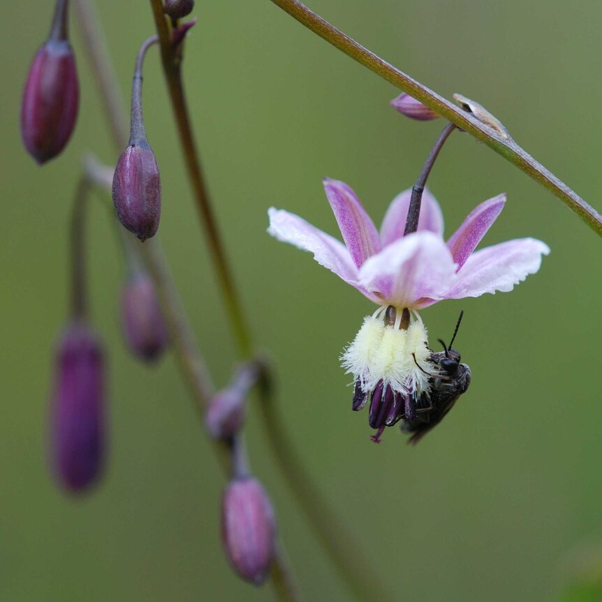 A close up of a pale purple flower being polinated by a native wasp, surrounded by buds that are yet to flower.