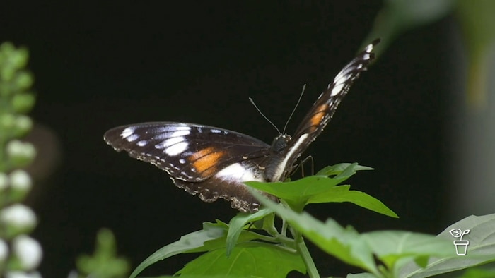Butterfly with wings outstretched standing on a plant leaf