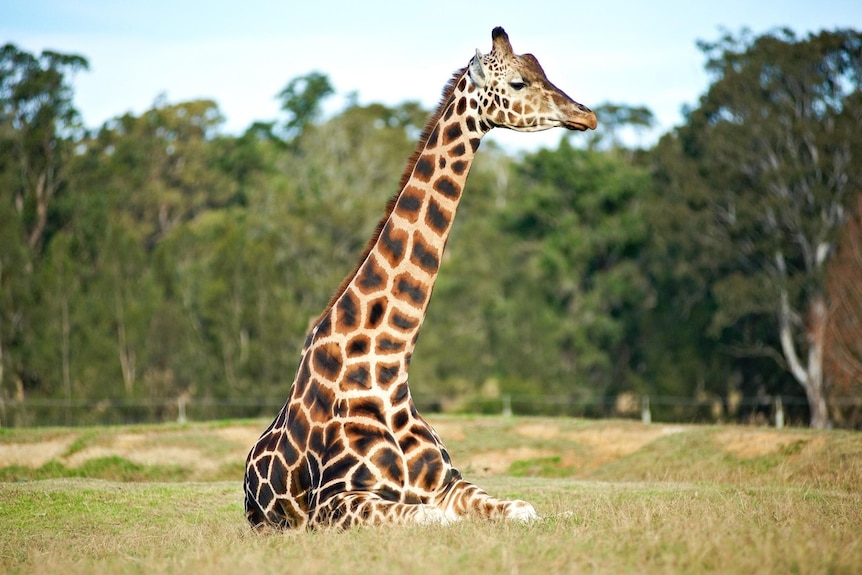 Picture of a male giraffe sitting on all fours looking to the right with eyes half closed