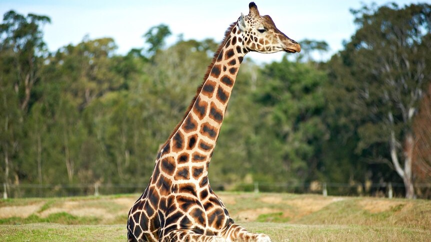 Picture of a male giraffe sitting on all fours looking to the right with eyes half closed